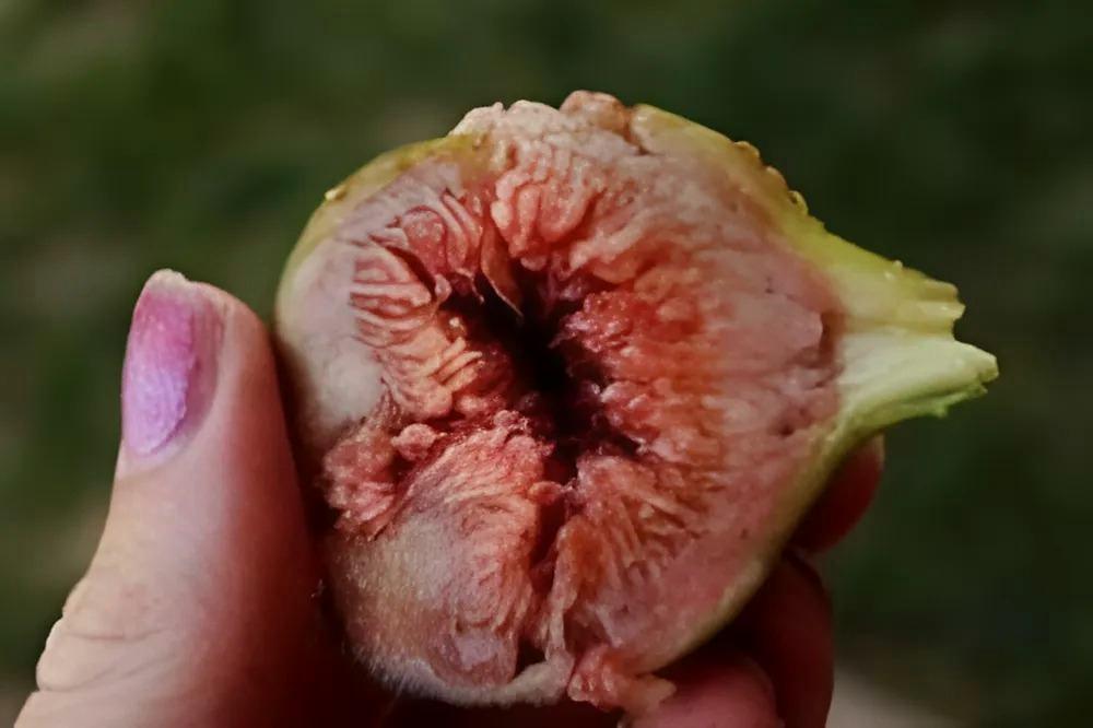 Finom belső rétegek